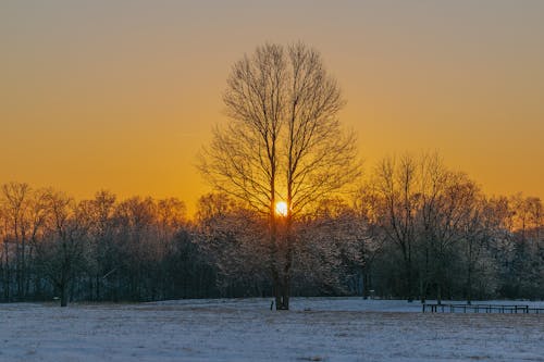 Free Bare Trees during Sunset  Stock Photo