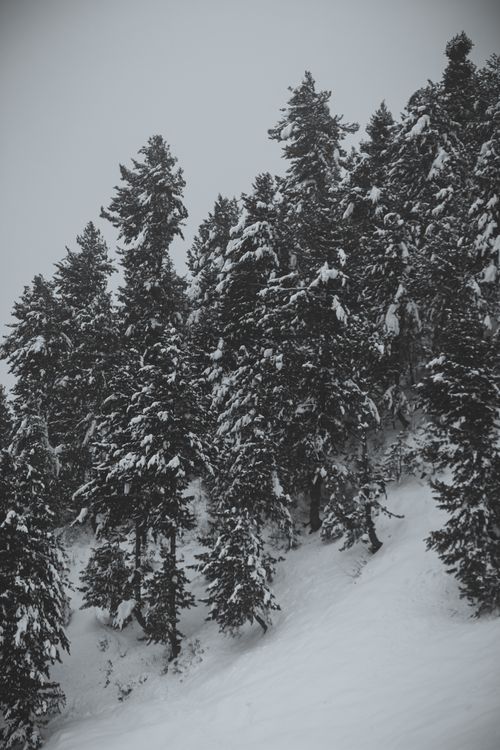 Free Snow-covered coniferous trees on a frosty, monochrome winter slope. Stock Photo