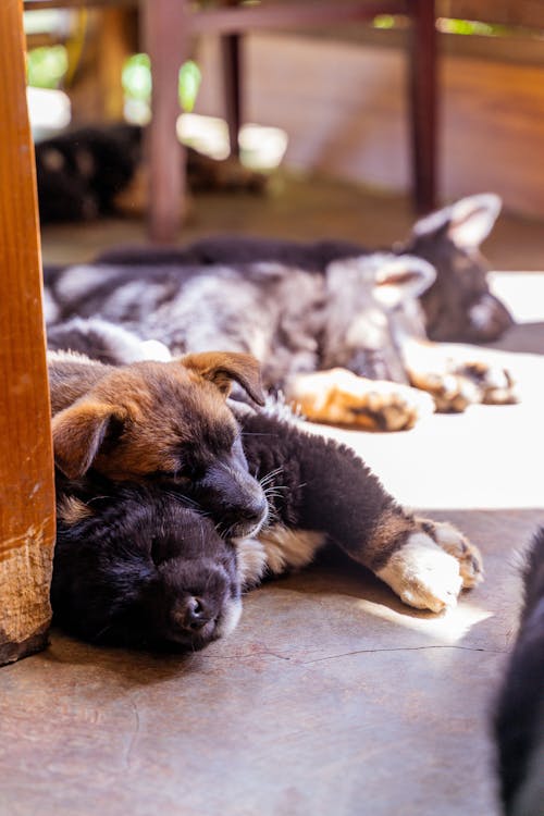 Free Puppies Lying on the Floor Stock Photo