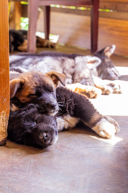 Free Puppies sleeping on the Floor  Stock Photo