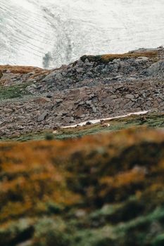 Explore the rugged beauty of Jasper National Park with this stunning landscape showcasing rocks and greenery.