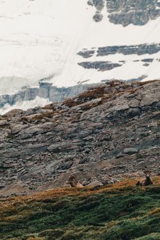 Bighorn sheep resting on rugged terrain in Jasper National Park, Canada.