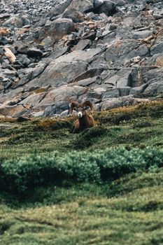 A bighorn sheep rests amidst rocky terrain in Jasper National Park, Canada.