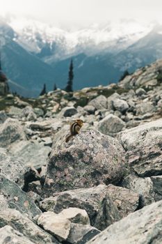 A chipmunk rests on a boulder in the Canadian Rocky Mountains, surrounded by rugged terrain and snowy peaks.