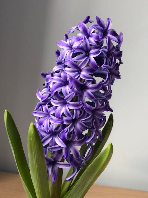 Close-up of a Common Hyacinth