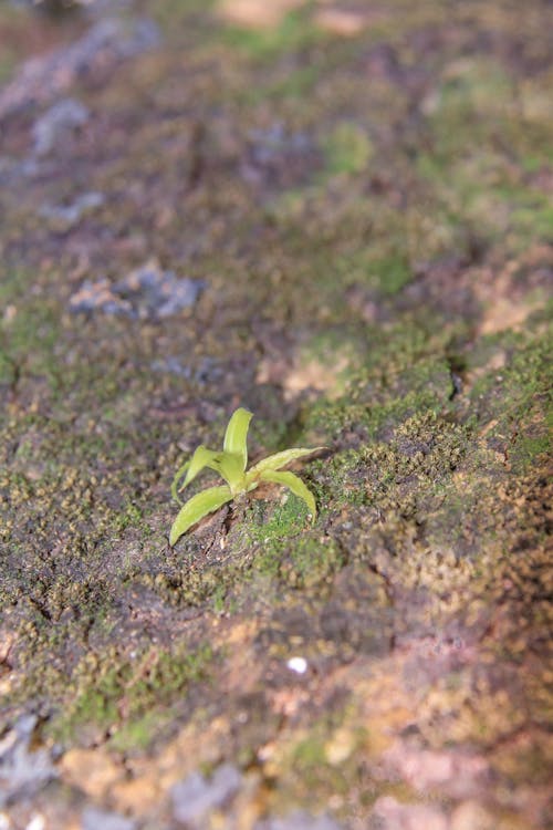 Free stock photo of environment, flora, forest