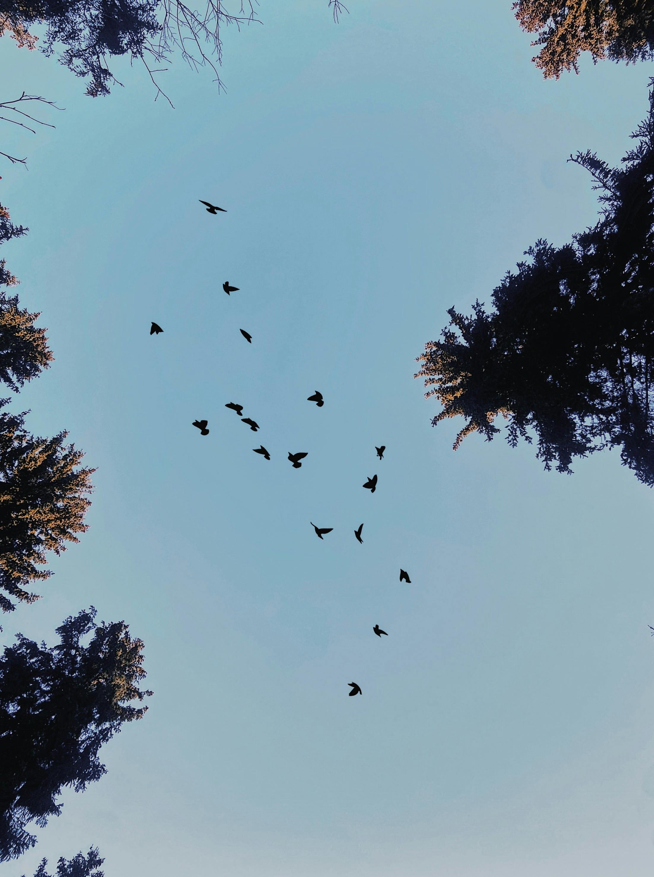 Soaring Through the Treetops