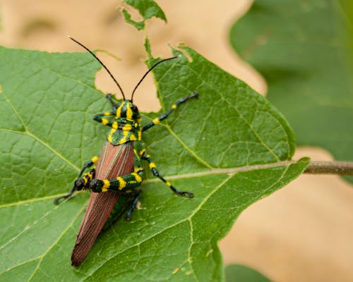 Free stock photo of bug, cricket, grasshopper