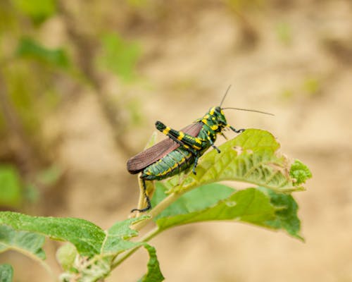 Free stock photo of bug, cricket, grasshopper