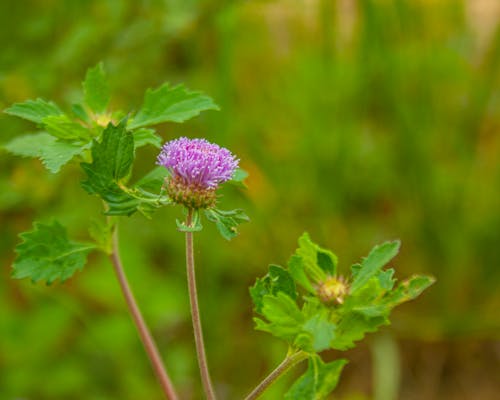 Free stock photo of environment, flora, forest