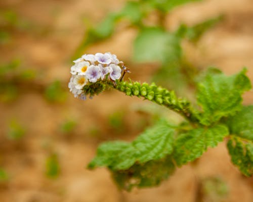 Free stock photo of environment, flora, forest