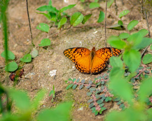 Free stock photo of bug, butterflies, butterfly