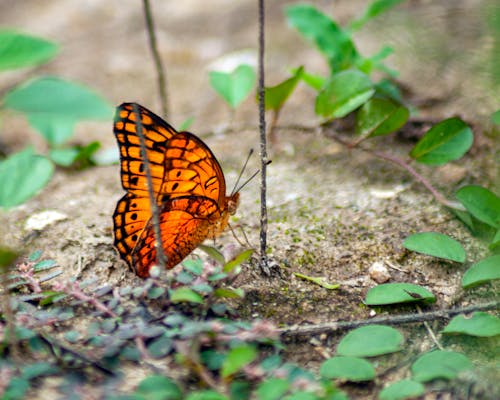 Free stock photo of bug, butterflies, butterfly