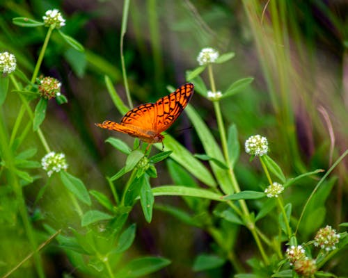 Free stock photo of bug, butterflies, butterfly