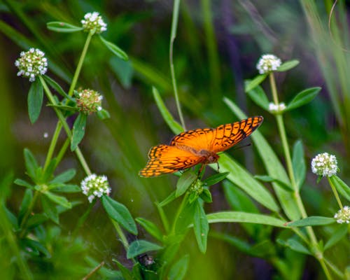 Free stock photo of bug, butterflies, butterfly