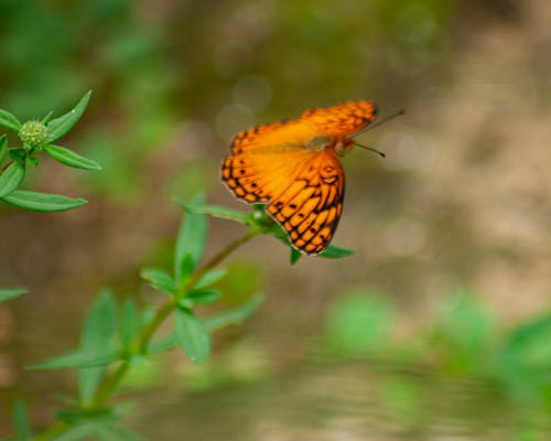 Free stock photo of bug, butterflies, butterfly