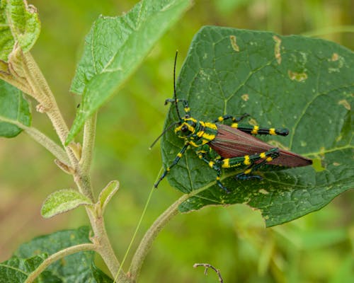 Free stock photo of bug, butterflies, butterfly