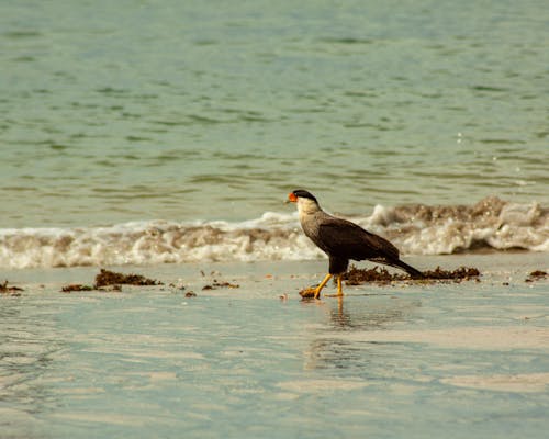 A Northern Crested Caracara on the Beach