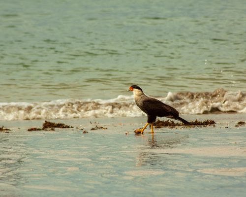 Free A Northern Crested Caracara walks along a serene beach shore with gentle waves in the background. Stock Photo