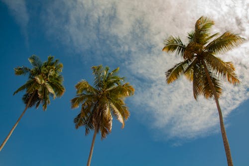 Základová fotografie zdarma na téma kokosové palmy, tropický, záběr z nízkého úhlu
