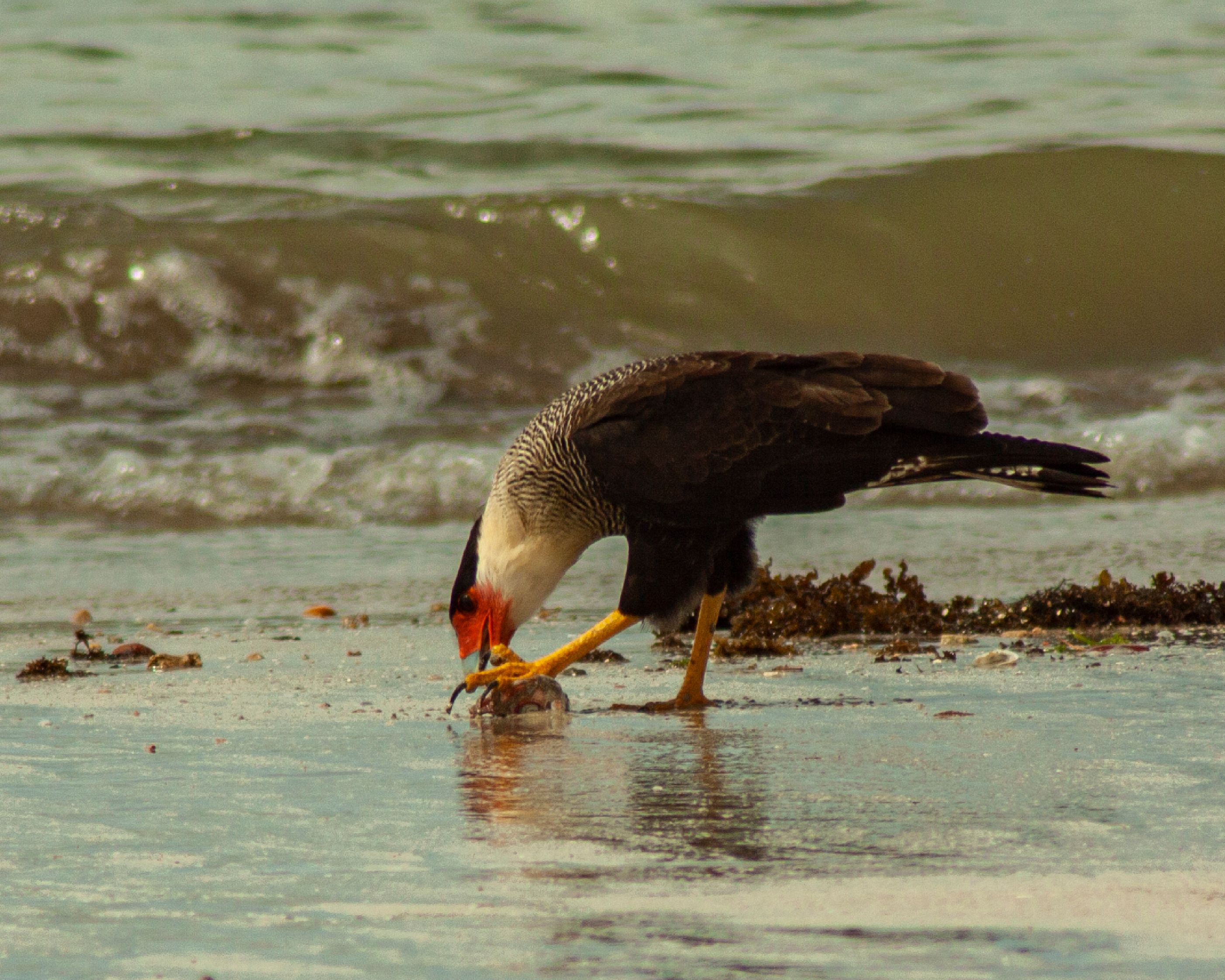 Crested caracara bird feeding on a prey at the seaside with ocean waves in the background.