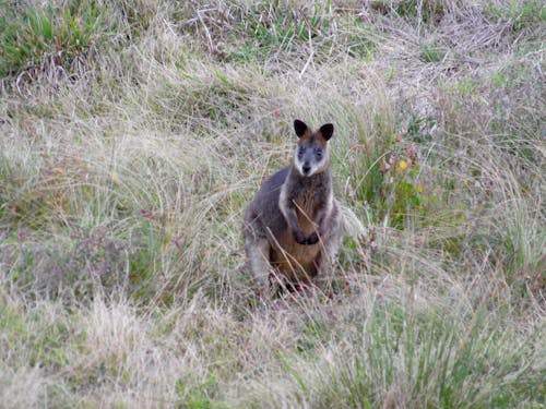 Free stock photo of australia, kangaroo