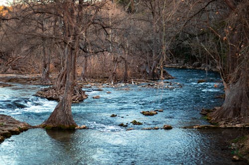 Free Crane Rapids Comal River Stock Photo