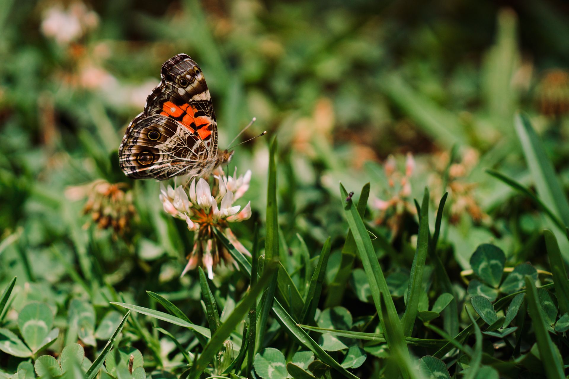 Close-up of an American Lady butterfly perched on a blooming clover flower in a grassy field.