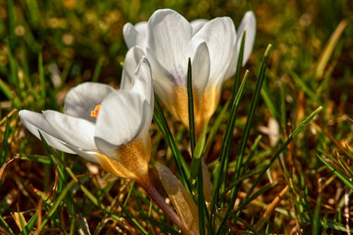 White Crocuses on Ground