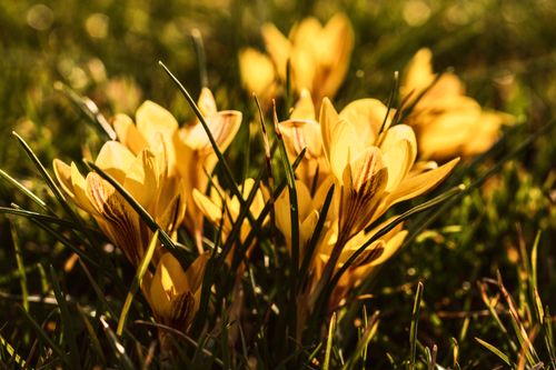 Free Beautiful yellow crocus flowers blooming in spring, captured in a close-up shot with sunlight highlighting their petals. Stock Photo