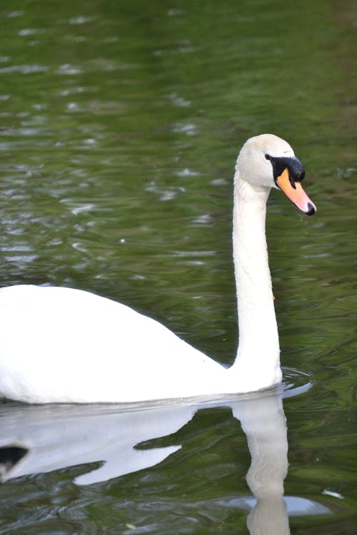 Fotografia De Cisne Branco Em Corpo D'água