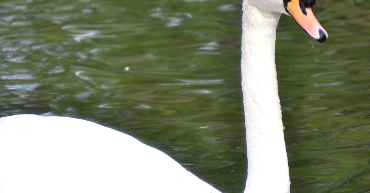 Free stock photo of animal, swan