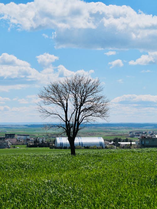 Kostenloses Stock Foto zu außerorts, baum, feld