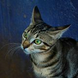 Tabby cat close-up, photo by Ravi Rajapaksha on Pexels