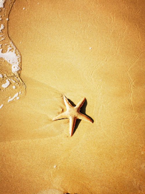 Free A starfish resting on a sandy beach with gentle waves, evoking a serene and natural coastal vibe. Stock Photo