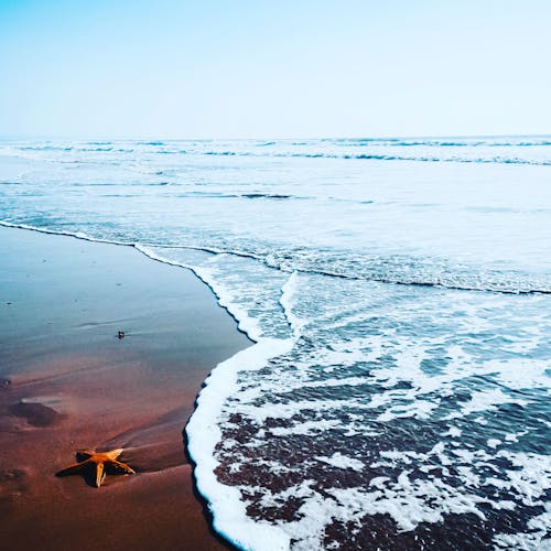 Foto profissional grátis de estrela-do-mar, mar azul
