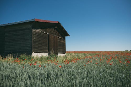 Wooden House in a Flower Field under Clear Blue Sky 