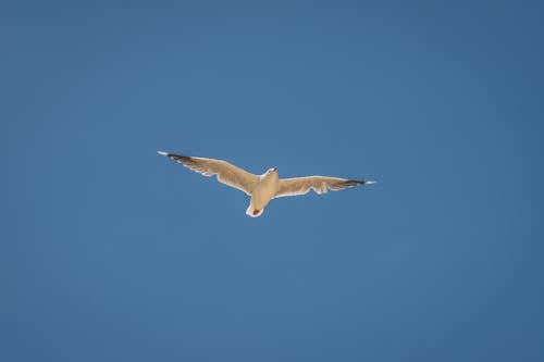White Bird Flying in the Sky