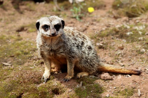 動物, 動物園動物, 可愛 的 免費圖庫相片