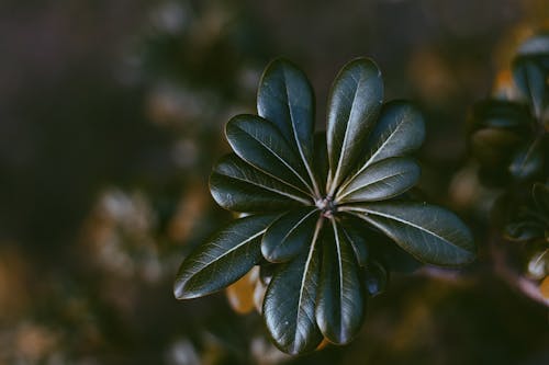 Selective Focus Photo of Green Leaf Plant
