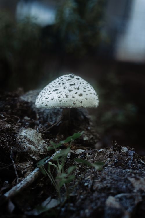 A single toadstool backlit on the woodland floor — photo by Tatiane Herder on Pexels