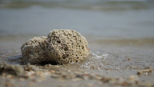 免费 岩石, 特写, 珊瑚石 的 免费素材图片 素材图片