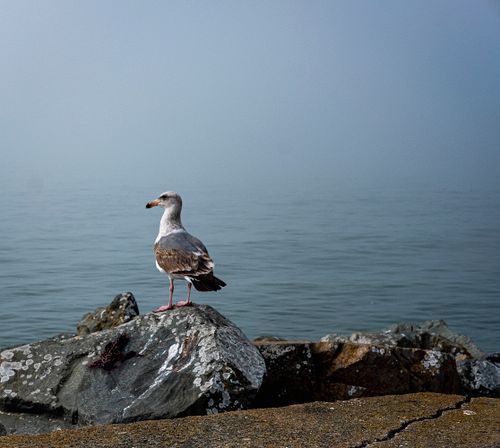 Free A seagull stands on rocks by the misty ocean, capturing serene coastal tranquility. Stock Photo