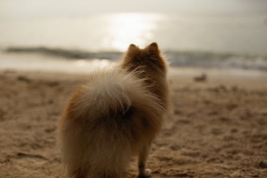 A fluffy Pomeranian dog facing the serene beach sunset, capturing a peaceful moment.
