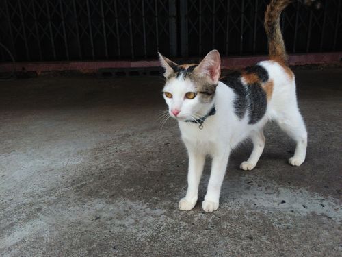 Free A cute calico domestic cat standing on a concrete pavement outdoors. Stock Photo