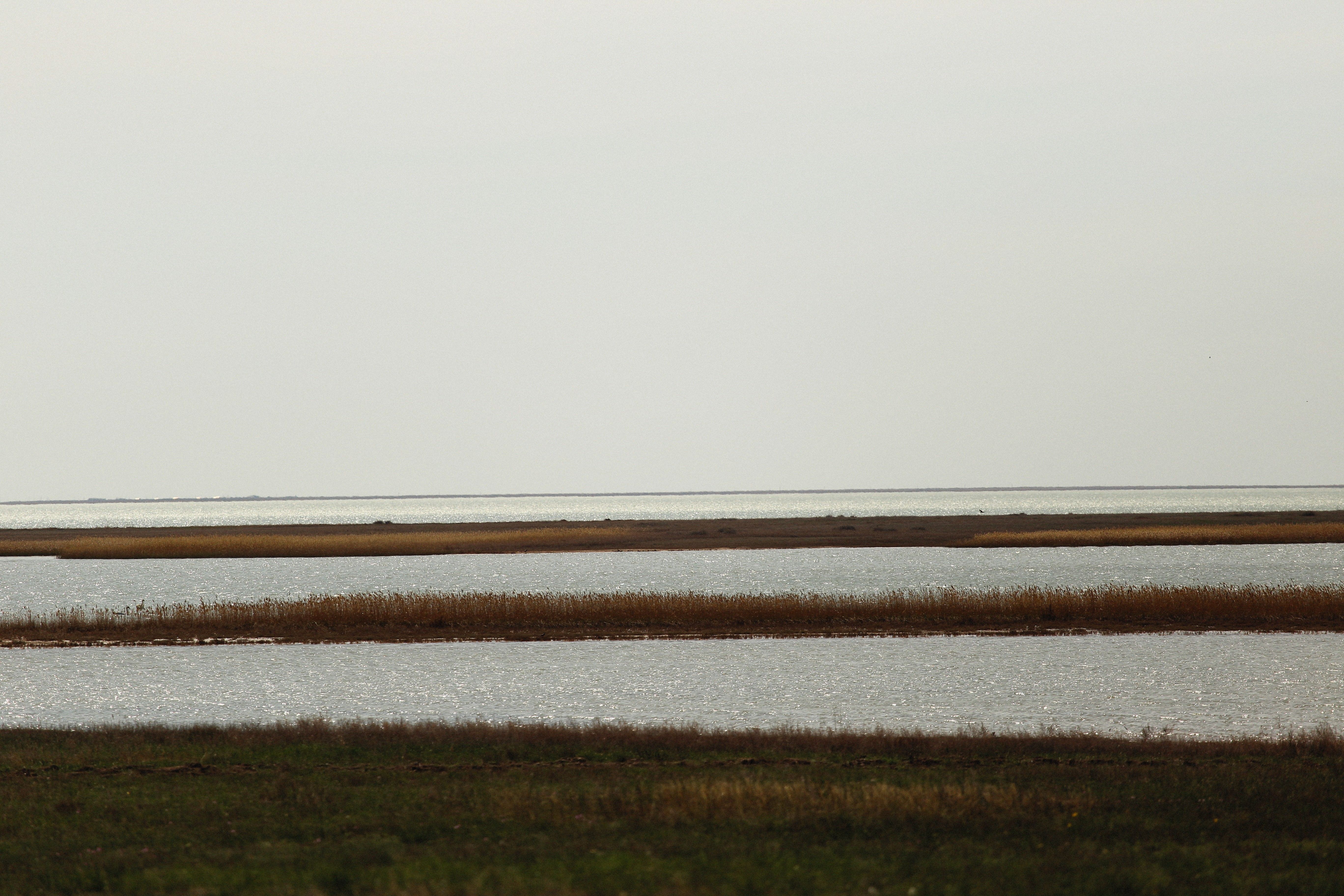 Water and Rushes around · Free Stock Photo