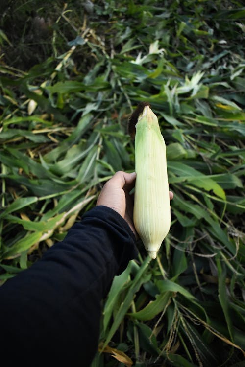 Безкоштовне стокове фото на тему «poaceae, POV, кукурудза»