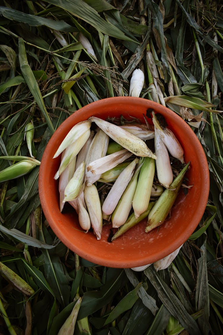 Bowl Of Fresh Harvest