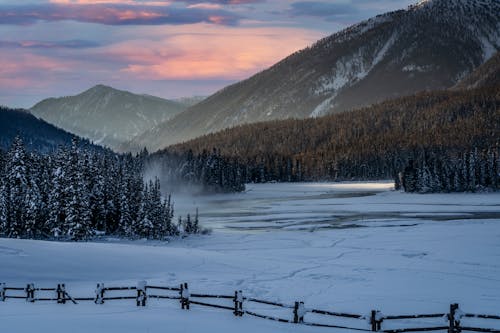 Foto d'estoc gratuïta de clima fred, cobert de neu, coníferes