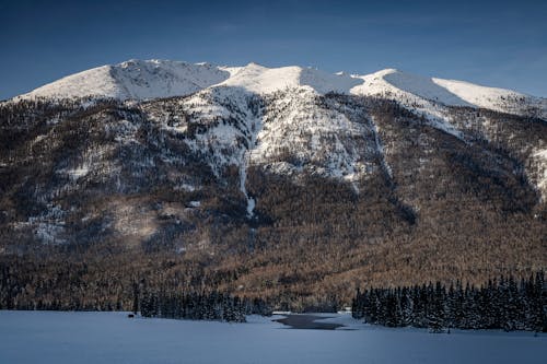 Foto d'estoc gratuïta de clima fred, cobert de neu, coníferes